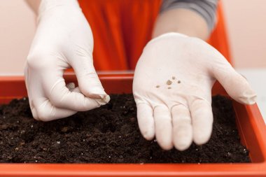 Kadının eldiven tutar içinde domates ve biber elinde ekilen tohumlar eller. Bir tencereye fidan dikim.
