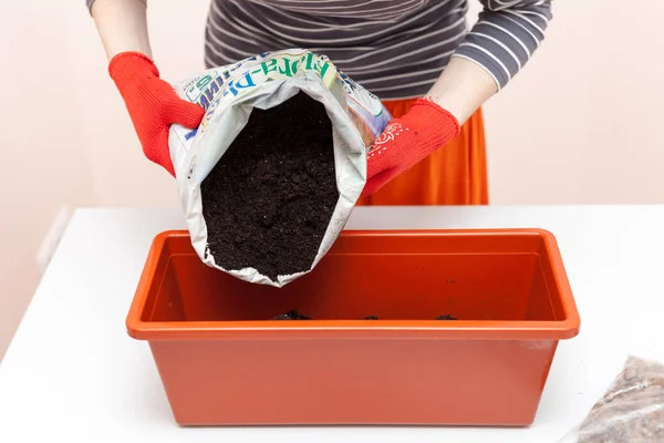 Woman\'s hands in gloves pours the earth into a plastic container. Preparation of seeds tomato and pepper for planting in the ground.