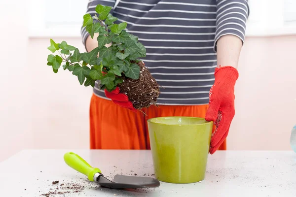 Frauenhände Pflanzen Eine Pflanze Einen Neuen Topf Hausgärtner Verlegen Hauspflanze — Stockfoto