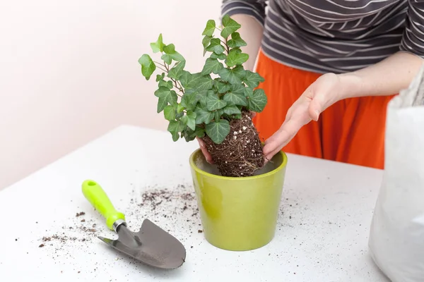 Tangan Wanita Transplantasi Tanaman Dalam Pot Baru Rumah Berkebun Relokasi — Stok Foto