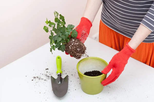 Woman Hands Transplanting Plant New Pot Home Gardening Relocating House — Stock Photo, Image