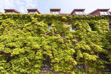 Eski kırmızı seramik Zona çatı tavan pencereleri ve duvar ile yeşillik veya üzüm hederacea.