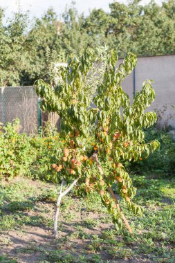 Bahçede büyüyen Peatch ağaç