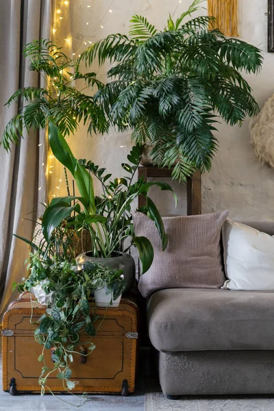 Cozy living room interior with plants in flowerpots — Stock Photo, Image