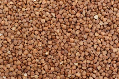 taze buğday. Kuru buğday arka plan veya doku