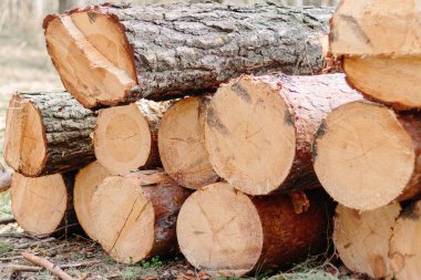 Yatay, büyük Woodpile yaz ormandaki yaşlı kesilmiş