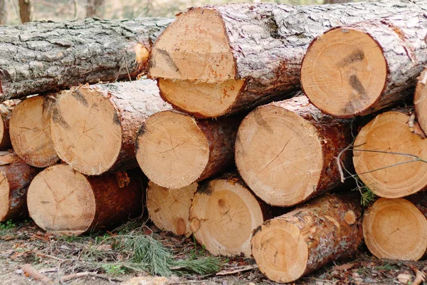 Yatay, büyük Woodpile yaz ormandaki yaşlı kesilmiş