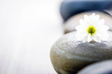 Küçük çiçekli Zen taşı, meditasyon konsepti, zen yaşam tarzı.