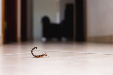 Tityus bahiensis, Brezilya 'nın orta ve doğu bölgelerinde yaşayan bir akrep türüdür. Boyu 6 cm, çok koyu renk ve kahverengi patileri var..