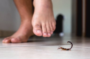 Akrep evin içinde, bir insanın yanında. Akrebin yanında yürüyen biri. Tespit konsepti, kahverengi ya da sarı akrep, zehirli iğne..