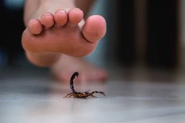 Pé a pisar num escorpião, cuidados com animais venenosos. Epidemia de escorpiões dentro de casa. conceito de picada de escorpião . — Fotografia de Stock