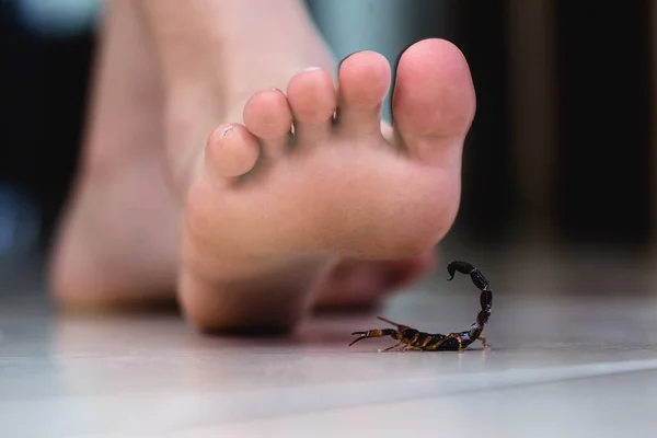 Piciorul calcă pe un scorpion, îngrijire otrăvitoare a animalelor. Epidemie de corpion în interior. Scorpion intepatura concept . — Fotografie, imagine de stoc