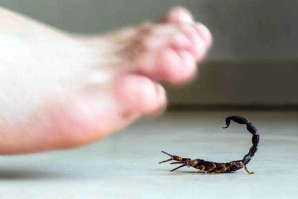 Нога наступает на скорпиона, ядовитая забота о животных. Эпидемия скорпионов в помещении. Концепция укуса скорпиона . — стоковое фото