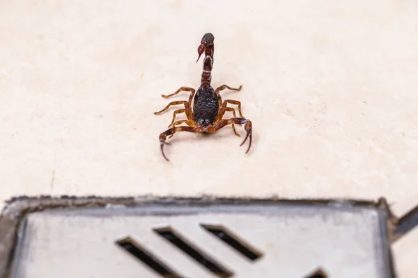 Tityus bahiensis, также известный как чёрный скорпион, является видом скорпиона из восточной и центральной Бразилии. Мясо 6 см в длину, имеет очень темную окраску и коричневые лапы . — стоковое фото