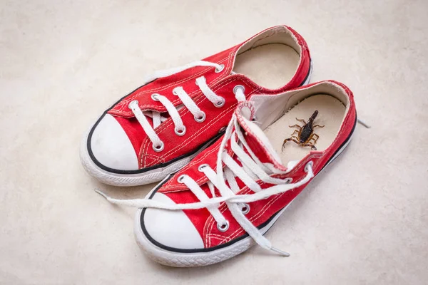 Scorpion inside a sneaker. Venomous animal indoors. danger of stinging. Tityus bahiensis, also known as black scorpion, is a species of scorpion from eastern and central Brazil. — Stock Photo, Image