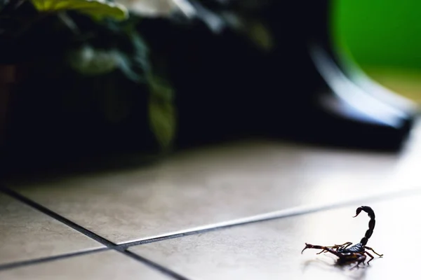 Problema de escorpión, peste de escorpión en el interior. Animal venenoso dentro de la casa, necesidad de dedos. Concepto de peligro Sting . —  Fotos de Stock