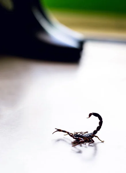 Escorpión dentro del jardín. Animal venenoso en el interior del hogar. Cuidado, necesidad de detección . — Foto de Stock