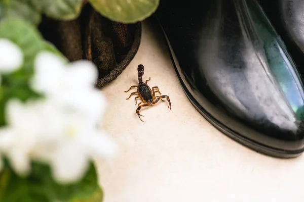 Skorpion drinnen am Garten. giftiges Tier im Inneren des Hauses. Vorsicht, Erkennungsbedarf. — Stockfoto