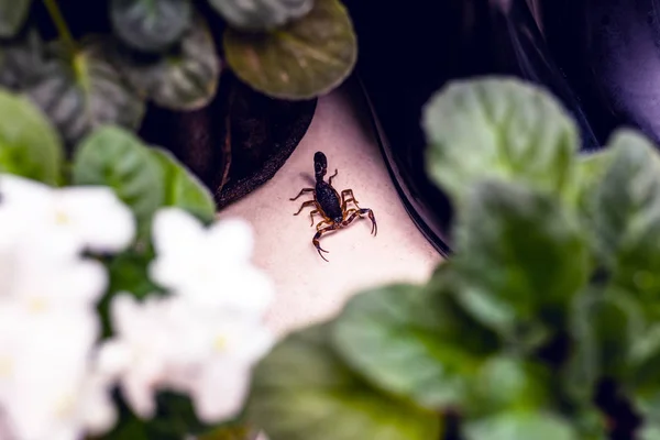 Problema de escorpión, peste de escorpión en el interior. Animal venenoso dentro de la casa, necesidad de dedos. Concepto de peligro Sting . —  Fotos de Stock