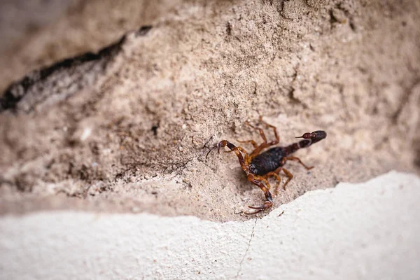蝎子在墙上，藏起来了 金丝雀（Tityus bahiensis），也被称为黑蝎子，是巴西蝎子的一种，有着非常深的颜色和棕色的爪子。 猪的概念，致命的和有毒的动物. — 图库照片
