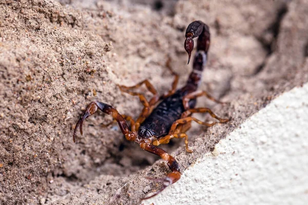 Скорпіон на стіні, захований. Tityus bahiensis, також відомий як чорний скорпіон - вид скорпіонів з Бразилії, має дуже темний колір і коричневі лапи. Концепція Пейго - смертоносна і отруйна тварина.. — стокове фото