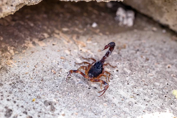 Tityus bahiensis, также известный как чёрный скорпион, является видом скорпиона из восточной и центральной Бразилии. Мясо 6 см в длину, имеет очень темную окраску и коричневые лапы . — стоковое фото