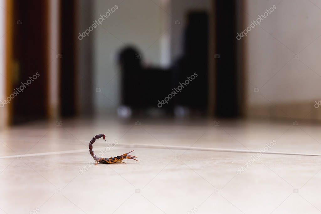 Tityus bahiensis, also known as black scorpion, is a species of scorpion from eastern and central Brazil. Measures 6 cm in length, has very dark coloration and brown paws.