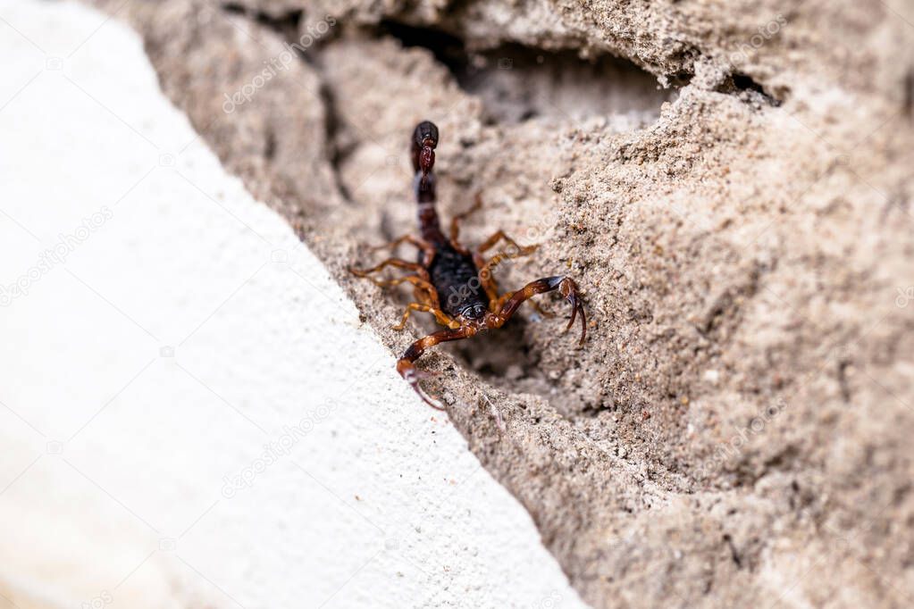 Scorpion on the wall, hidden. Tityus bahiensis, also known as black scorpion, is a species of scorpion from Brazil, has a very dark color and brown paws. Peigo concept, deadly and poisonous animal.