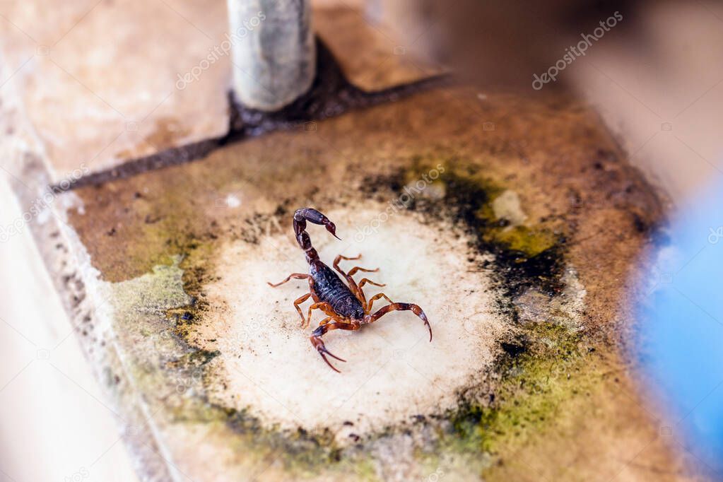 Tityus bahiensis, also known as black scorpion, is a species of scorpion from eastern and central Brazil. Measures 6 cm in length, has very dark coloration and brown paws.
