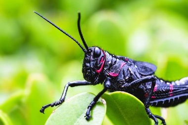 Siyah ve kırmızı cırcır böceği (Gryllus assimilis), baş belası. İyi şanslar, cırcır böceği yakın çekim. Bahçe vebası.