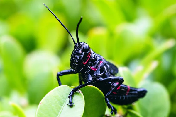 Siyah ve kırmızı cırcır böceği (Gryllus assimilis), baş belası. İyi şanslar, cırcır böceği yakın çekim. Bahçe vebası. — Stok fotoğraf