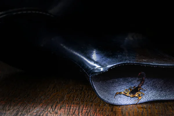 Реальне фото скорпіона в черевику. Обережно, пухнаста тварина всередині будинку. Скорпіонний жалоб — стокове фото