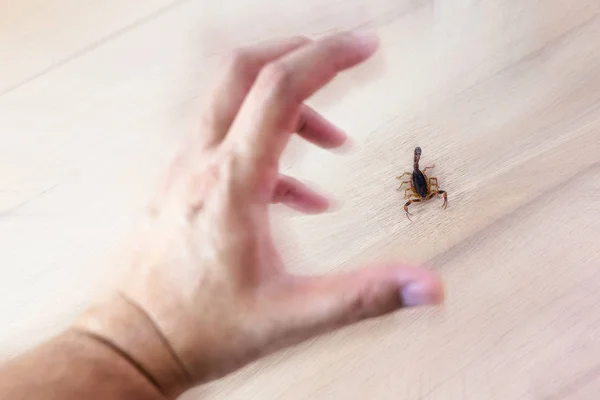 Φωτογραφία ενός σκορπιού να τσιμπάει στο χέρι κάποιου. Τσίμπημα σκορπιού, δηλητήριο σκορπιού κινδύνου. — Φωτογραφία Αρχείου