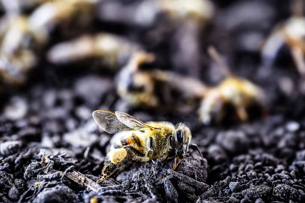 Abelhas Deitadas Chão Mortas Pelo Uso Veneno Pesticidas Insetos Risco — Fotografia de Stock