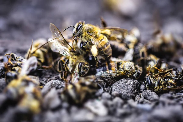 蜂は地面に横たわって毒や殺虫剤で殺されました 絶滅のおそれのある昆虫 — ストック写真