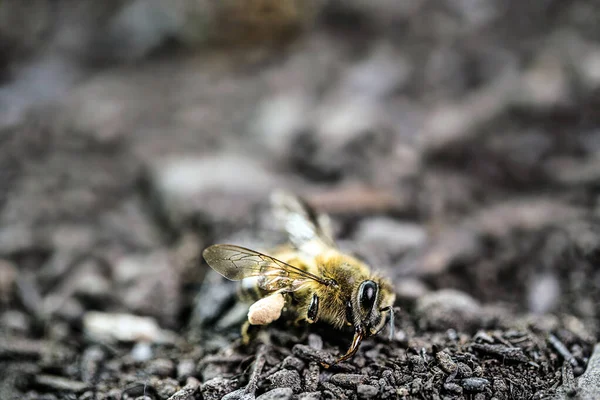 Pszczoły Leżące Ziemi Zabite Trucizną Lub Pestycydami Owady Zagrożone Wyginięciem — Zdjęcie stockowe