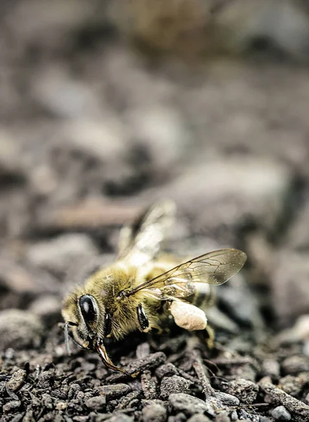 dead bee, on dry sandy ground. Collapse of pollination of the environment due to ecological problems.