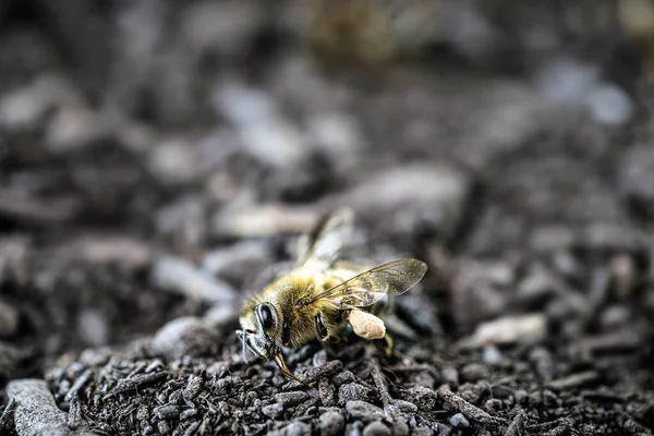 死んだ蜂は乾燥した砂の地面に 生態学的問題による環境の受粉の崩壊 — ストック写真