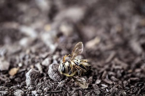 dead bee, on dry sandy ground. Collapse of pollination of the environment due to ecological problems.