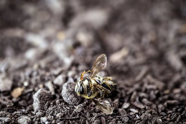 死んだ蜂は乾燥した砂の地面に 生態学的問題による環境の受粉の崩壊 — ストック写真