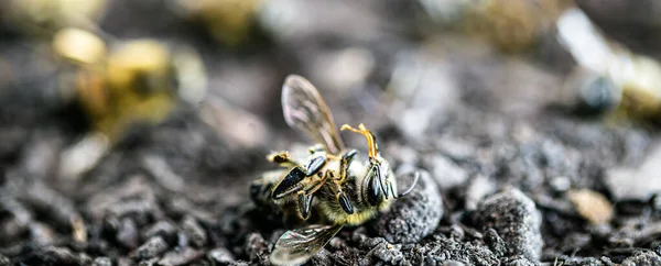 死んだ蜂は乾燥した砂の地面に 生態学的問題による環境の受粉の崩壊 — ストック写真
