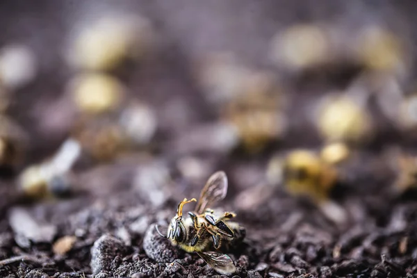 Bienensterben Durch Den Einsatz Landwirtschaftlicher Pestizide Umweltrisiko Durch Bienensterben — Stockfoto