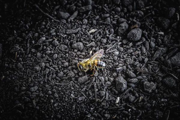 Abeille Morte Sur Sol Sablonneux Sec Effondrement Pollinisation Environnement Des — Photo