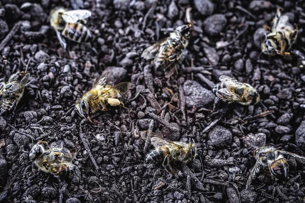 Abelha Morta Devido Uso Pesticidas Agrícolas Risco Ambiental Extinção Das — Fotografia de Stock