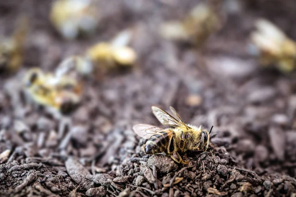Pszczoły Padły Wyniku Stosowania Pestycydów Rolnictwie Zagrożenie Dla Środowiska Związane — Zdjęcie stockowe