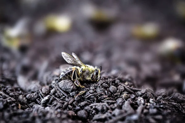 蜂は絶滅した 死んだ蜂農薬や環境リスクに関する概念的なイメージ 蜂の日の概念大量絶滅 — ストック写真