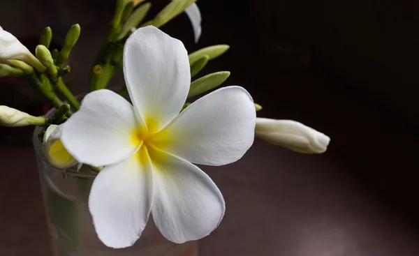 Kwiat Plumeria lub frangipani w szkle w słabym świetle pokoju — Zdjęcie stockowe