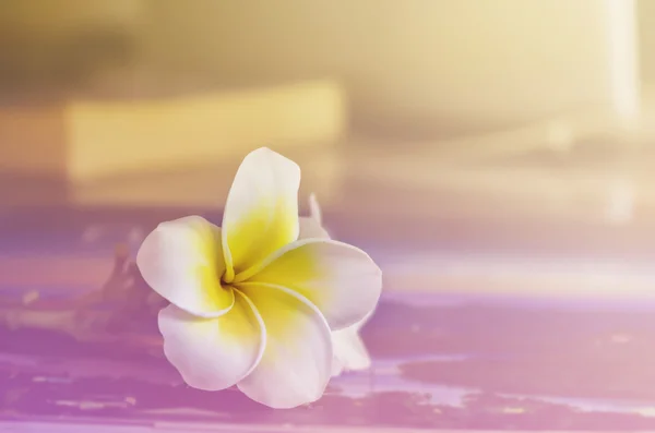 Única flor plumeria ou frangipani em tom de cor vintage — Fotografia de Stock