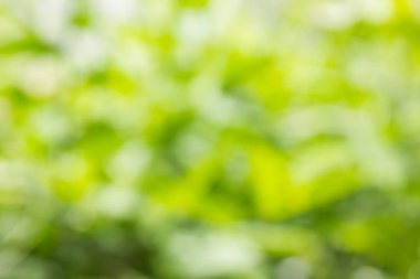 Taze yumuşak yeşil renk bokeh bush ağaç doğa arka planı için