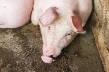 Domuz hoven içinde closeup Domuz surat, uzan